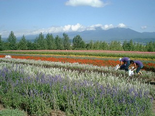 富田ファーム