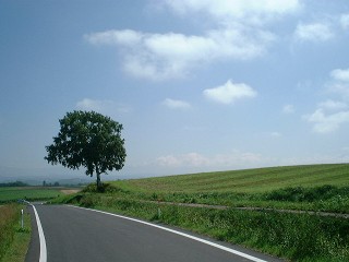 親子の木