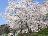 船岡城址