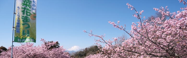 まつだ桜まつり
